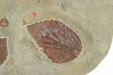 Plate of Seventeen Leaf Fossils - Glendive, Montana #188814-5